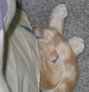 Part of large cream tabby