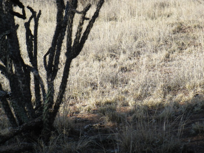 IMG_0678 cholla paisano ride