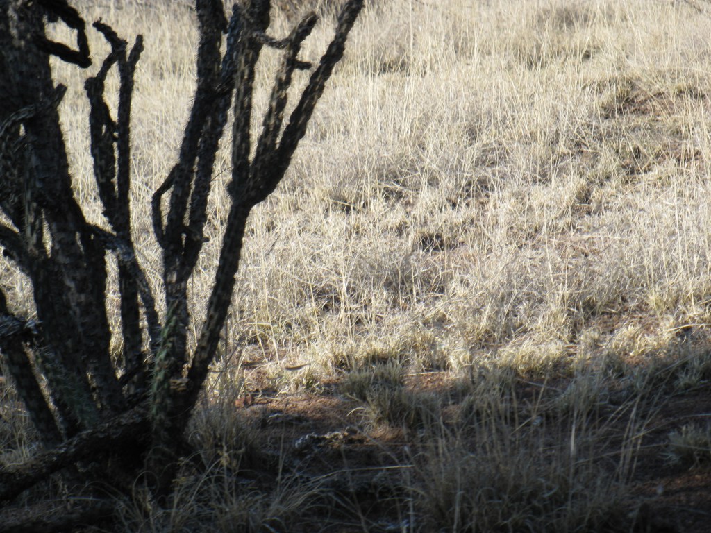 IMG_0678 cholla paisano ride