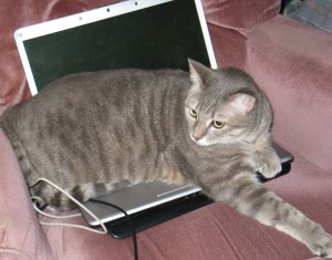 Ernest, 2012. Probably the day he chewed a cable in two.