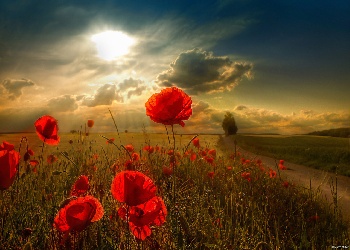 Sunlit Poppy Field
