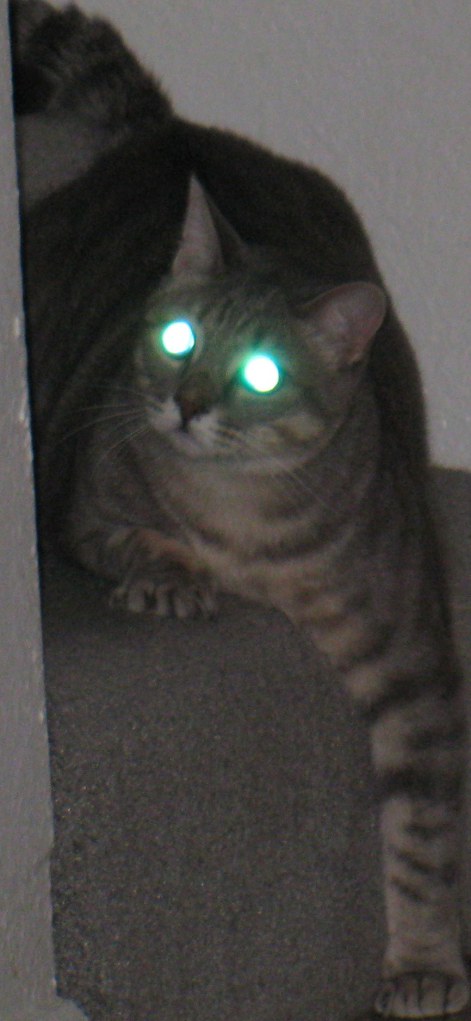 ernest crouched eyes