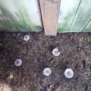 Friday Fictioneer Prompt. Copyright Erin Leary.