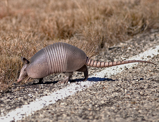 jason-penney-armadillo-flickr-ccby2-0-2355685841_a91e48e937_z
