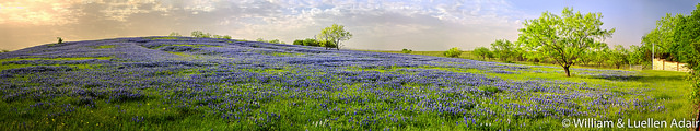 "Bluebonnet Sunrise" licensed by Views of Life under CC BY-NC-SA-2.0. Via Flickr.