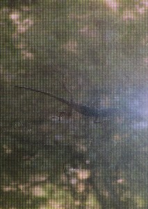 chameleon on screen 2/29/2020