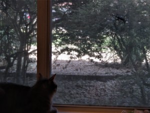 Ernest not looking at chameleon 2/29/2020